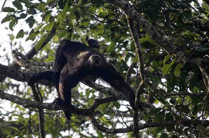 18 - Chimpance - parque nacional de Nyungwe - Ruanda